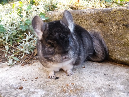 Totem - Sweet Dreams Chinchillas