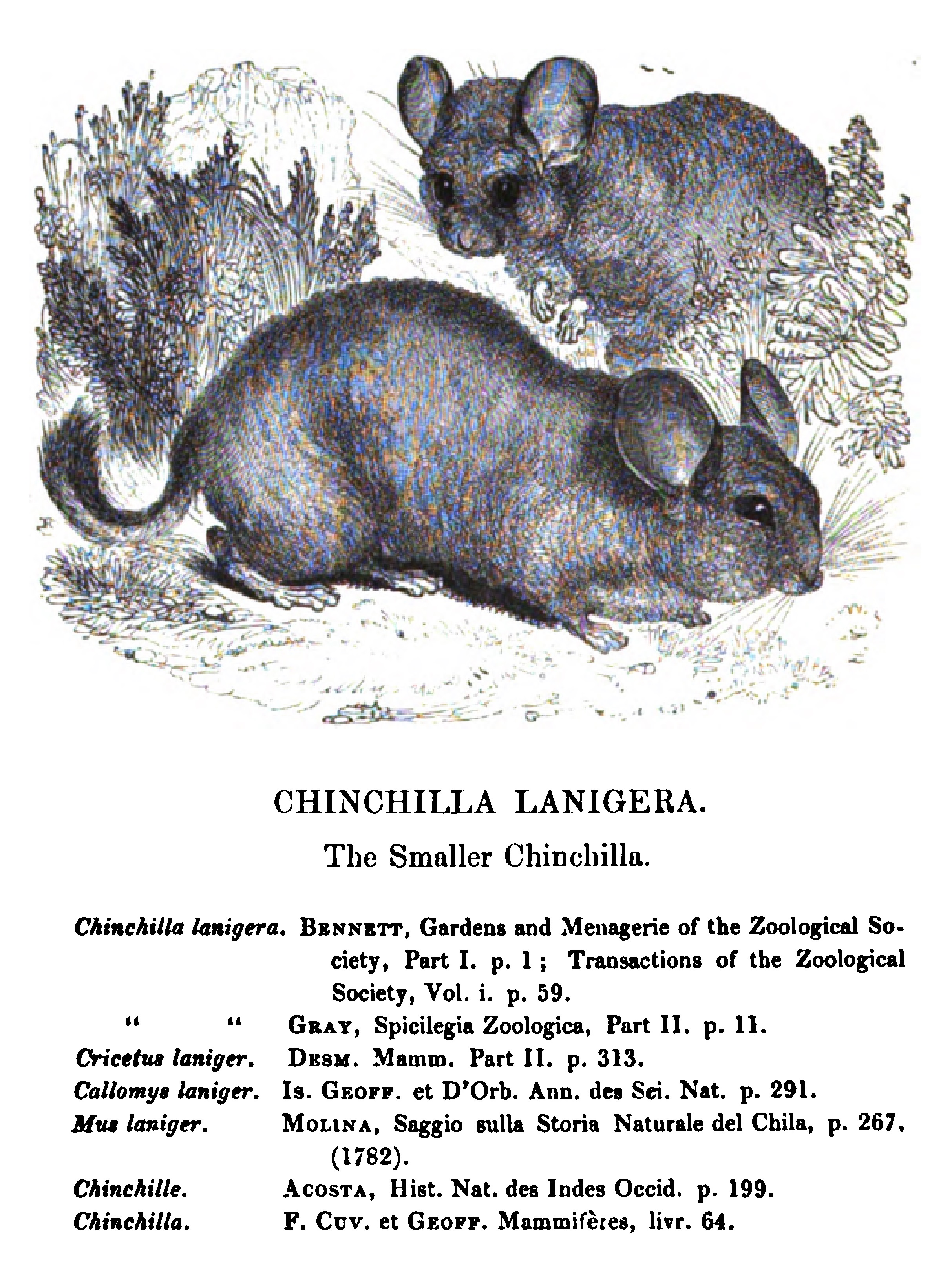 Chinchilla lanigera, Waterhouse (1848)