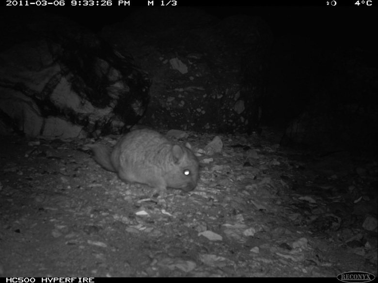 Wild short-tailed chinchilla