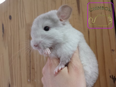 White Tan Heterozygote - Sweet Dreams chinchillas