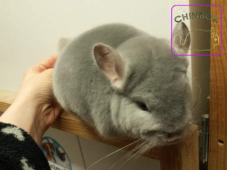 Blue Diamond- Sweet Dreams chinchillas (France)