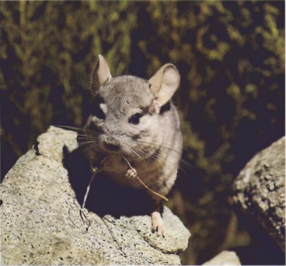 Wild Chinchilla lanigera