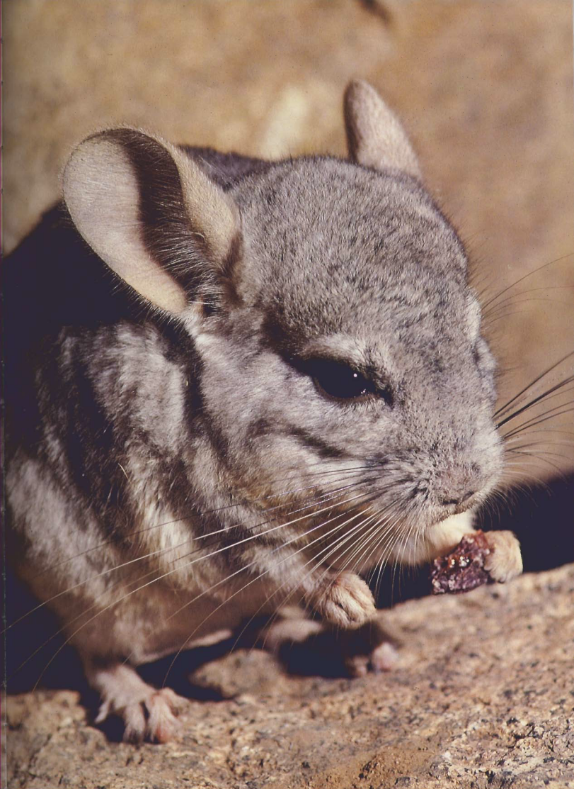 Chinchilla lanigera - wild nature