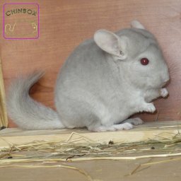 Beige violet (Eb. carrier) - 7 mon.