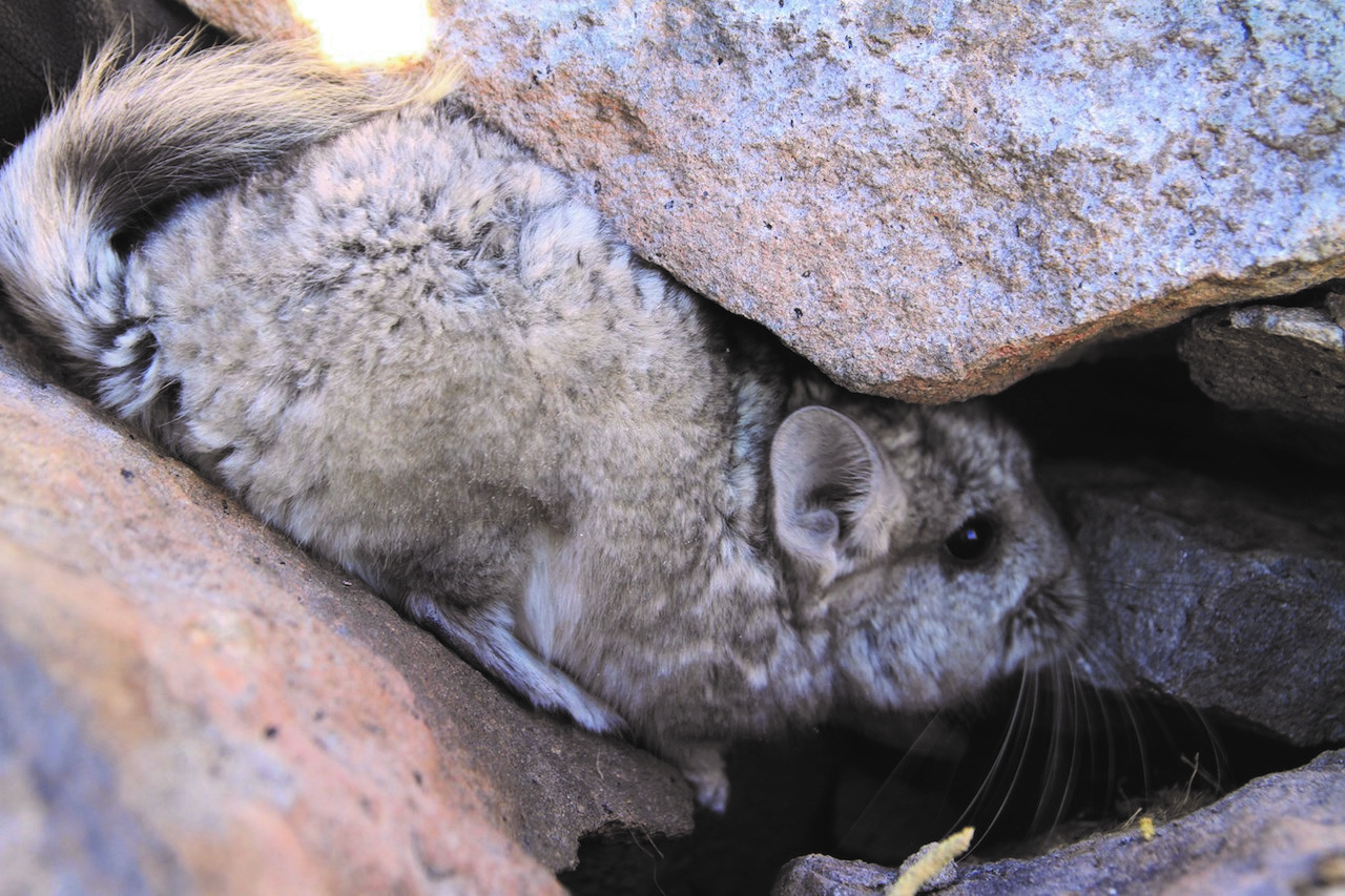 Chinchilla chinchilla form