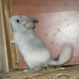 White Ebony male