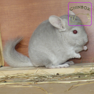 Beige violet (Eb. carrier) - 7 mon.