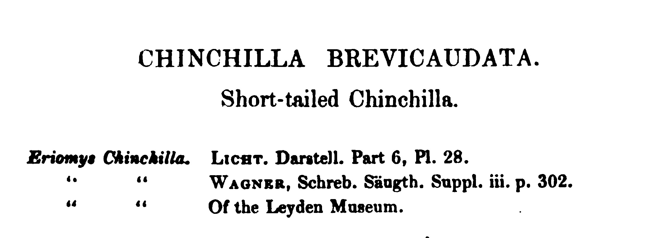 Chinchilla brevicaudata Waterhouse, 1848