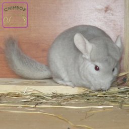 Beige violet (Eb. carrier) - 7 mon.